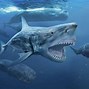 Megalodon Melawan Hiu